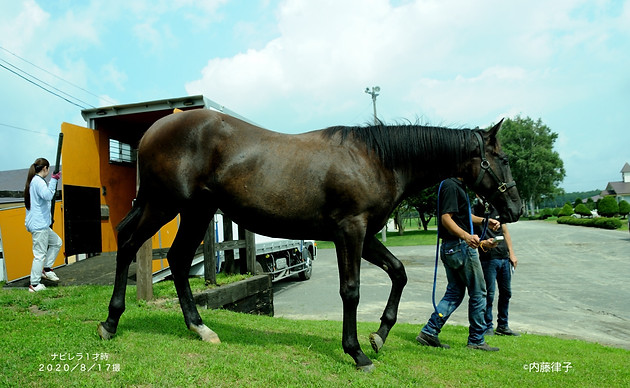 2020/8/17伏木田 1才牝サヤカ(5002)_932のコピー.JPG