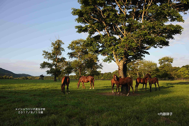 2017/8/15三嶋 当才牡オウヒ達(6918)_1298のコピー.JPG