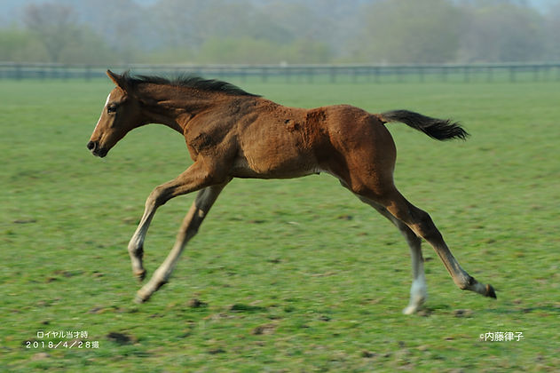 2018/4/28三嶋 当才牡オウヒ(1931)_1062のコピー2.JPG
