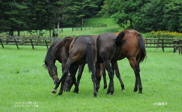 2020/8/15伏木田 1才牝サヤカ達(8085)_930のコピー.JPG