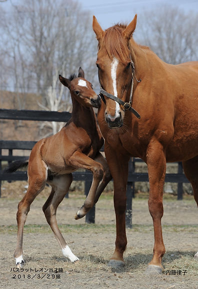 2018/3/29三嶋 当才牡バスラット(9983)_のコピー.jpg