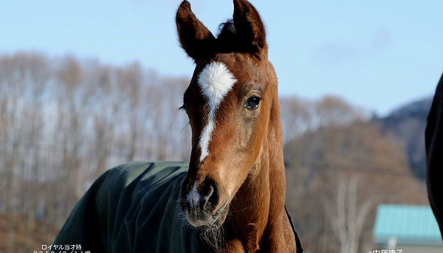 2018/3/11三嶋 当才牡オウヒ(64)_1059のコピー.JPG