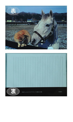 白の時間 : 名馬オグリキャップ引退後二十年の日々 : 内藤律子写真