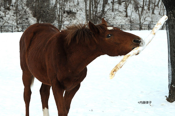 3 2019/1/21三嶋 1才牡タフネス(6940)_2114.JPG