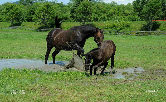 10 2019/7/6伏木田 当才牝サヤカ(8717)_379のコピー2.JPG