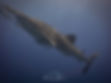 whale shark 1.jpg