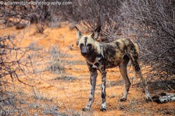 African Wild Dog
