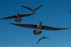 Red-footed boobies, Aldabra