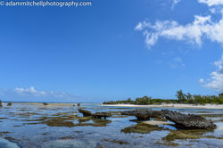 Champignon islets, Aldabra