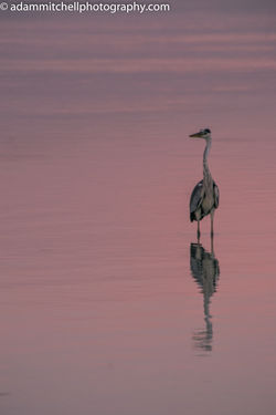 Grey heron, Aldabra