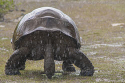 Aldabra tortoise