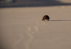 Aldabra tortoise hatchling
