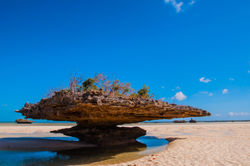 Champignon islet, Aldabra