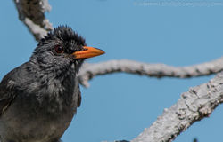Bulbul, Aldabra