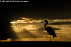Grey heron, Aldabra