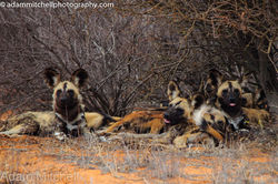 African Wild Dog