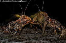 Coconut crabs, Aldabra