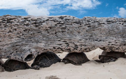 Aldabra tortoises