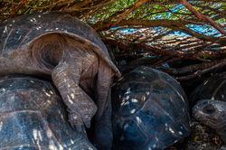 Aldabra tortoises in the shade