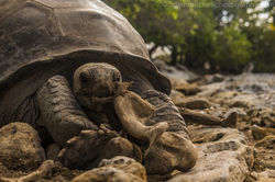 Tortoise cannibalism, Aldabra