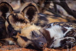 African Wild Dog