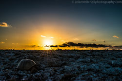 Aldabra tortoise
