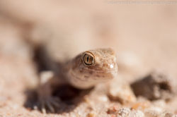Barking gecko