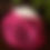 Thumbnail: Thong Mom  Pink/White