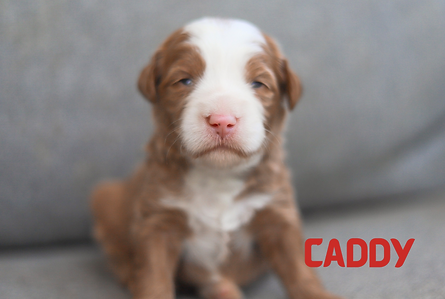 Caddy.PNG
