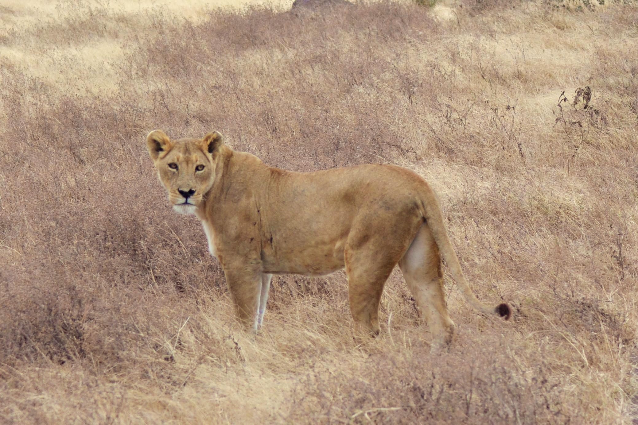 Porque Ngorongoro Pode Ser Considerada Um Exemplo De Savana Africana