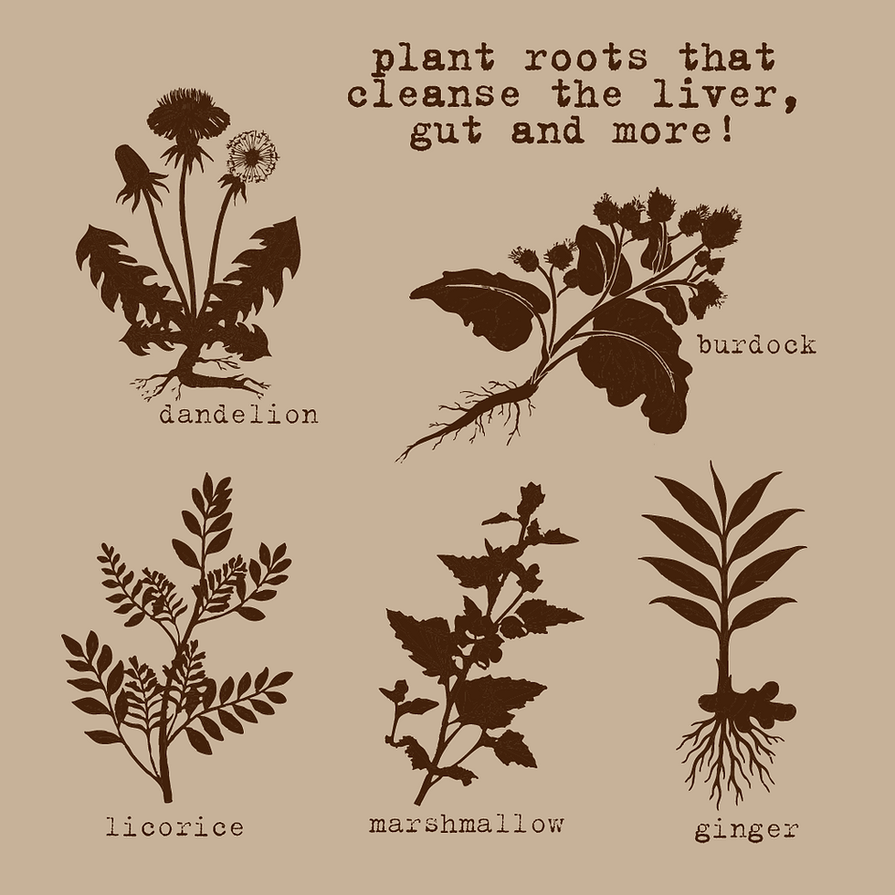 Thumbnail: Root Detox Tea