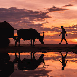 Buffalo by the Sea