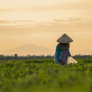 In The Rice Fields