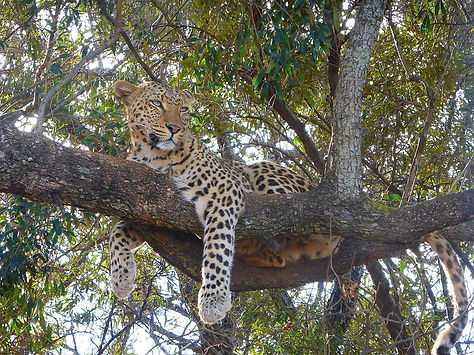 Leopard resting in the branches - Kruger national park, South Africa