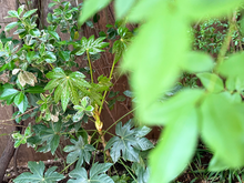 庭のグリーンの状態-2026年4月-