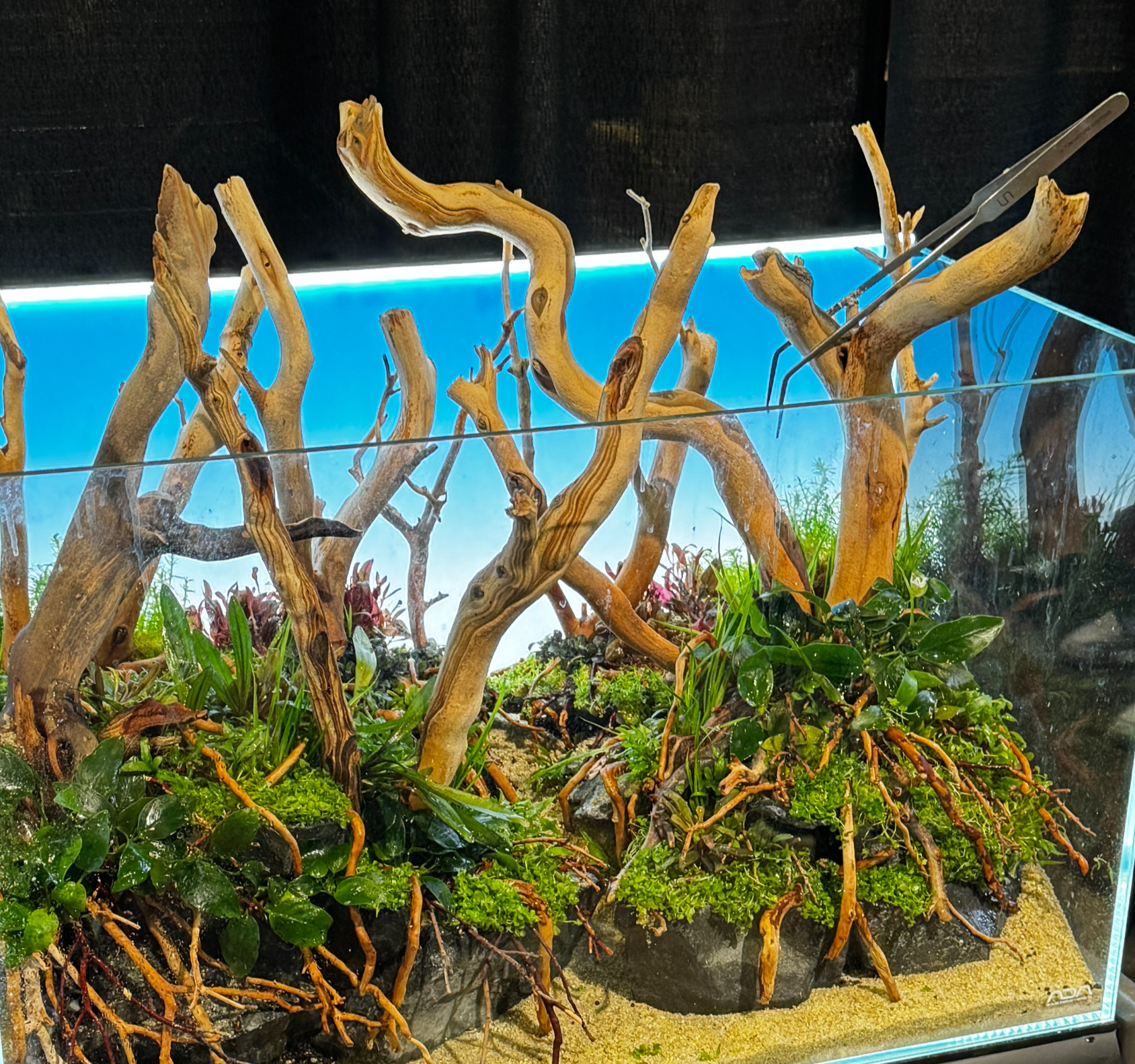 Freshwater aquascape with tall light-colored driftwood, moss, plants, rocks, and sandy substrate.