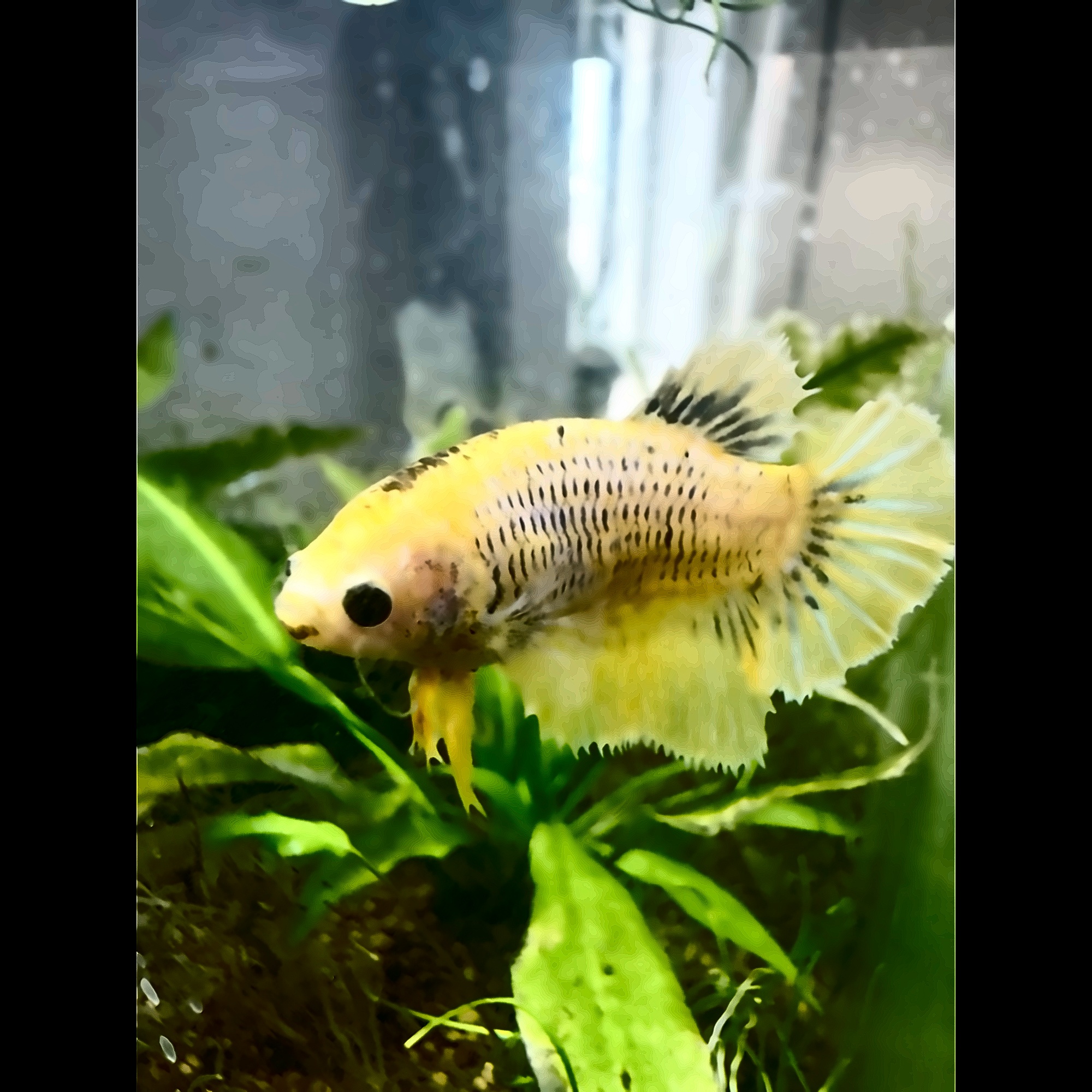 Yellow halfmoon betta