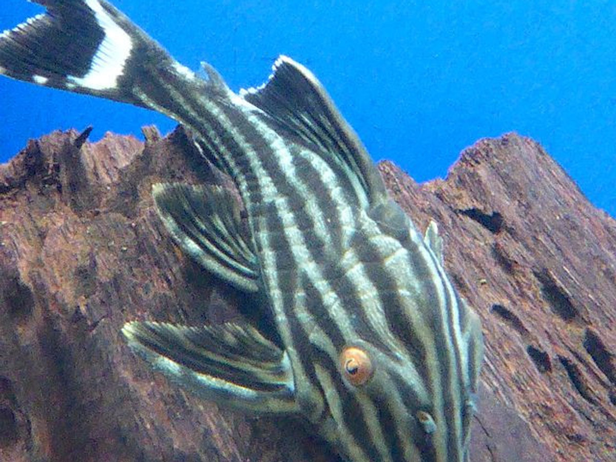 L027 Royal Pleco (Panaque nigrolineatus)