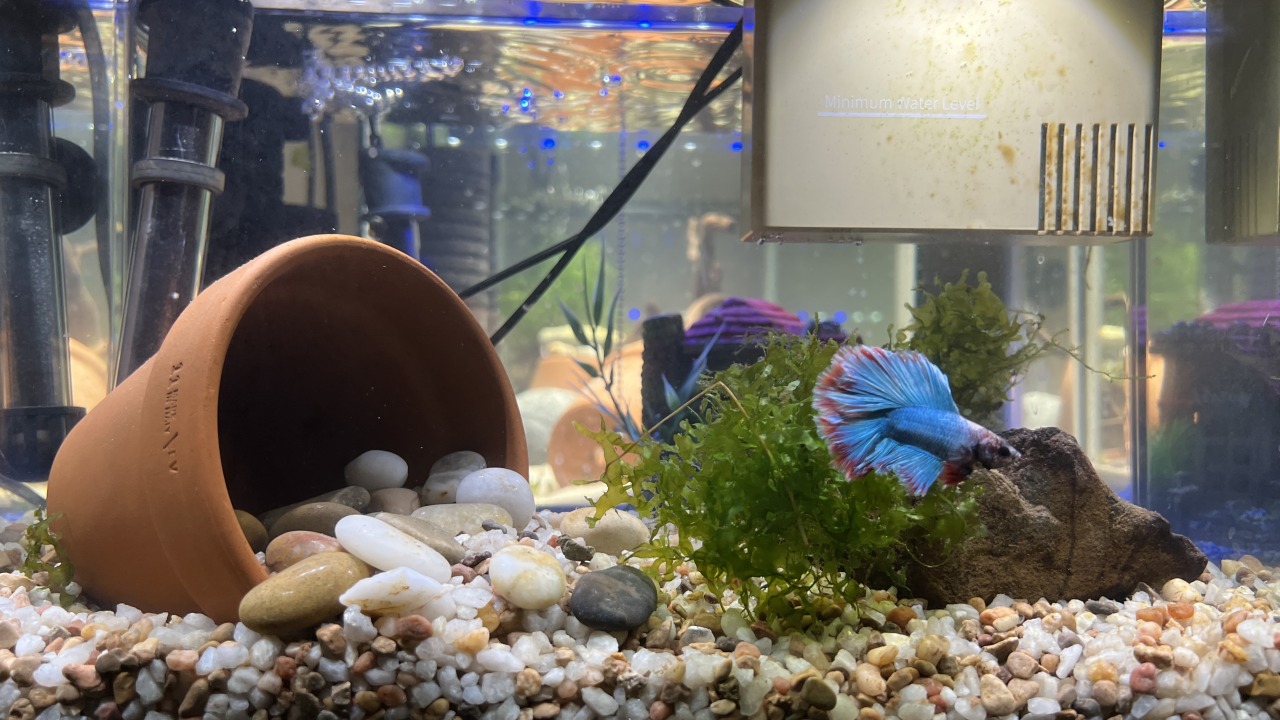 Why Water Changes are Essential for a Happy and Healthy Aquarium