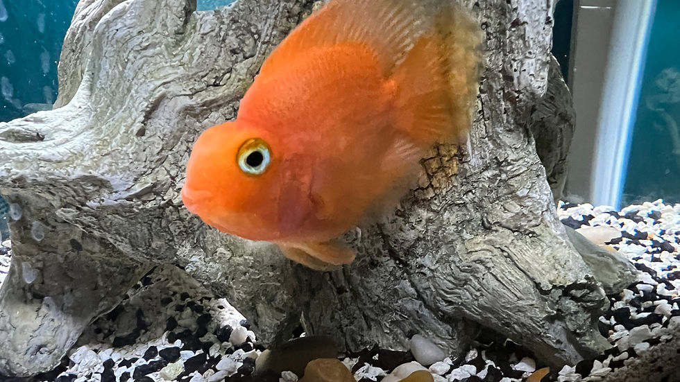 Blood Red Parrot Cichlid: