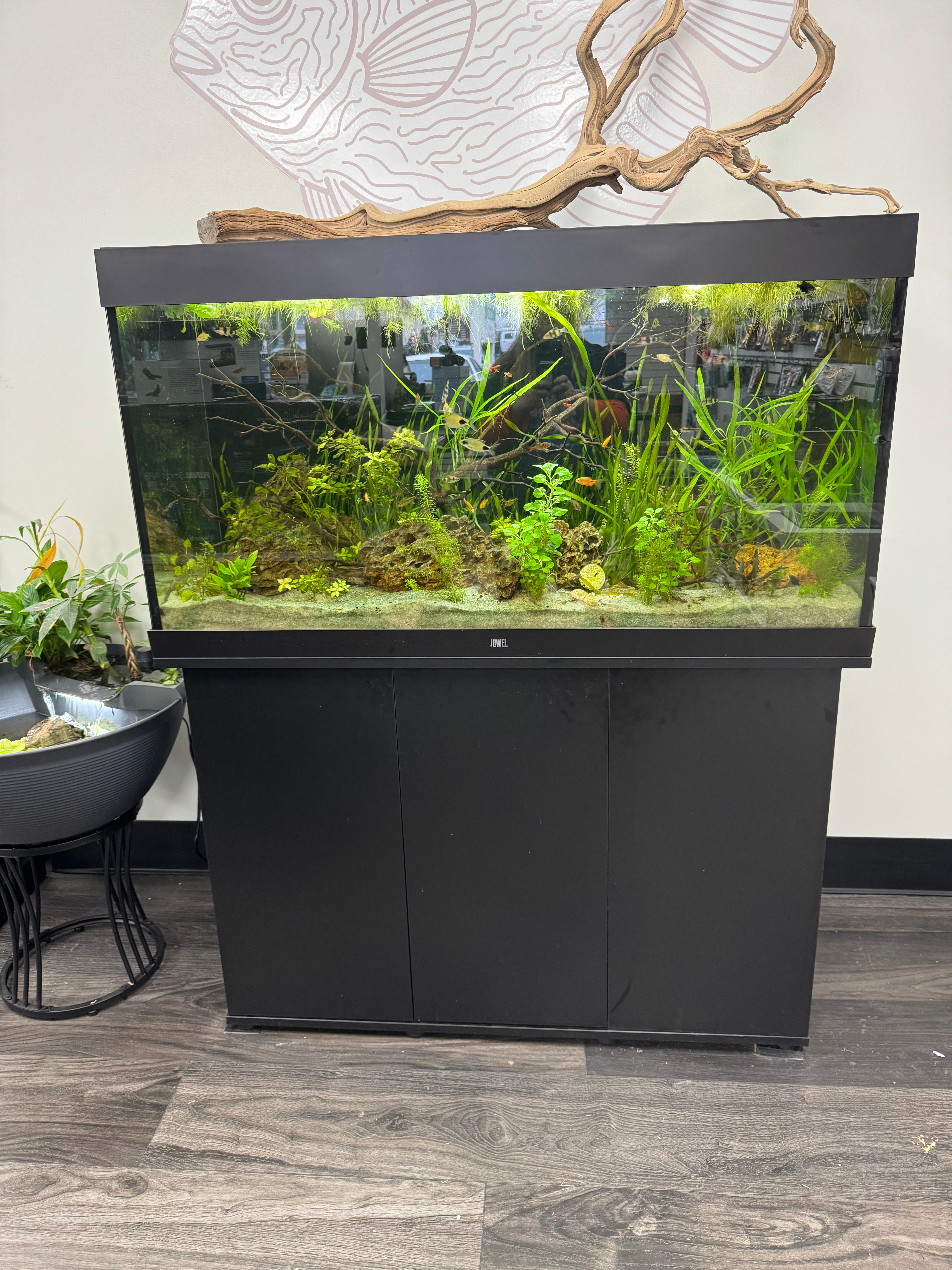 Juwel Rio 350 90 gallon aquarium 
