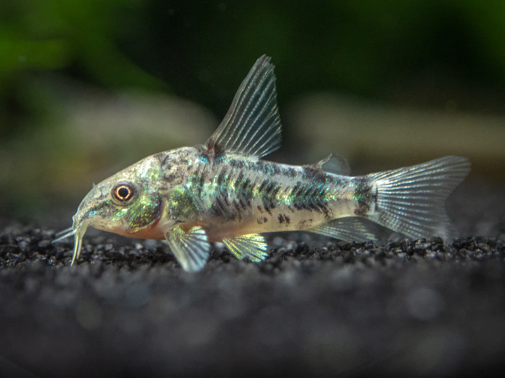 A Longfin Peppered Corydoras resting on sandy substrate, an affordable and peaceful bottom-dwelling beginner fish