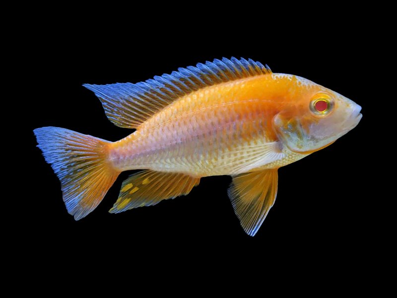Cichlids freshwater fish at Fins For Grins in Broken Arrow