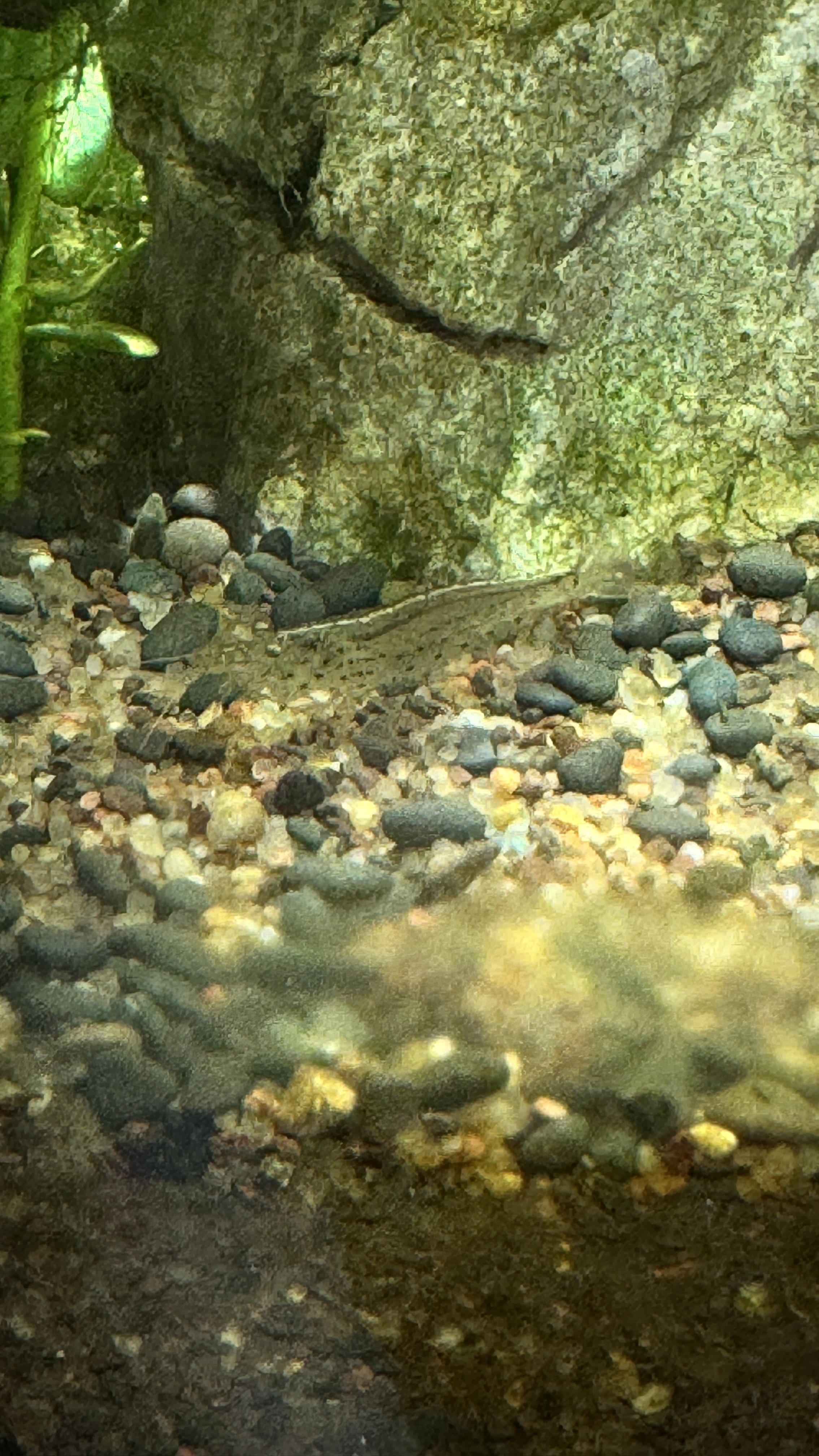 Amano Shrimp are great algae eaters. 