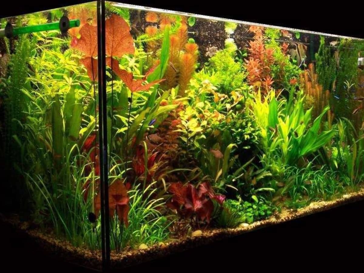 a well lit planted freshwater aquarium.