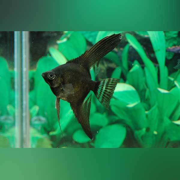 Angelfish at Fins For Grins