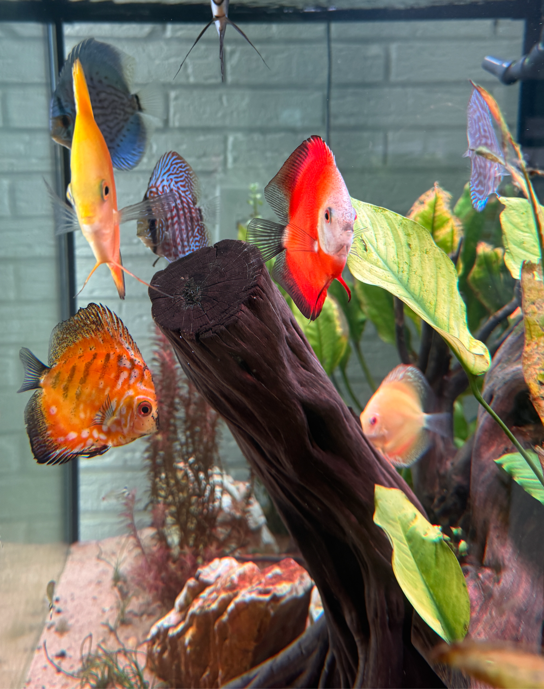 Close-up of colorful discus swimming around driftwood and live plants in a freshwater aquarium.
