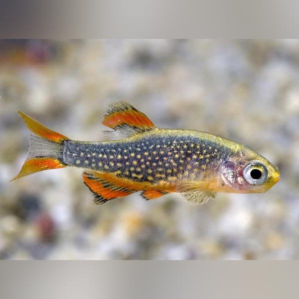 Celestial Pearl Danio Care and Breeding Guide