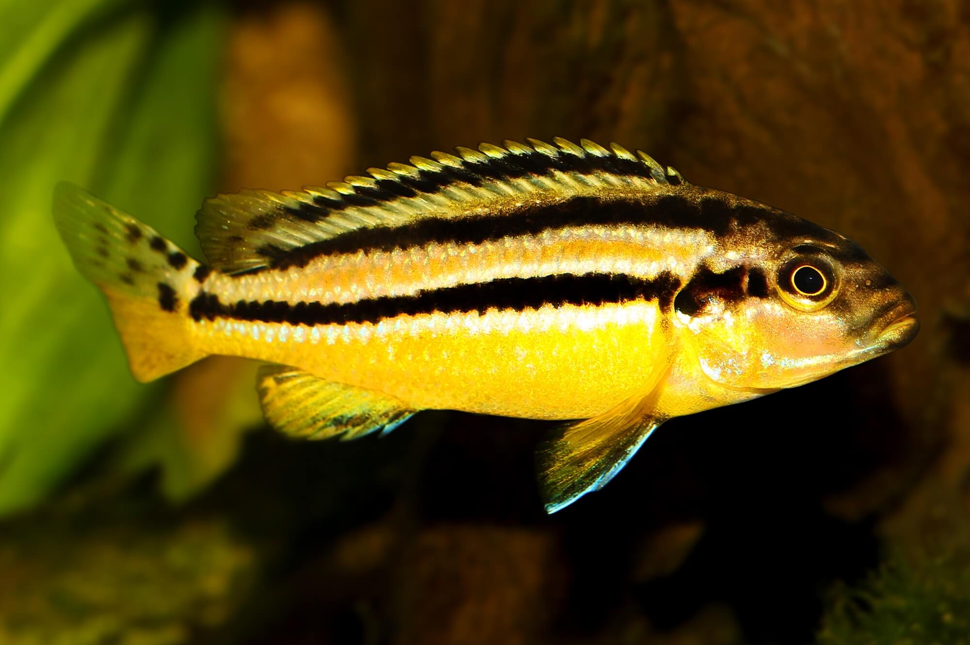 A Gold Mbuna fish