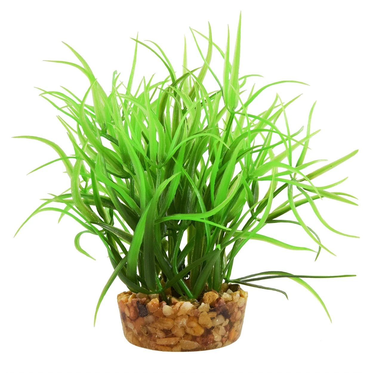 Stargrass brings a distinctive look to an aquascape